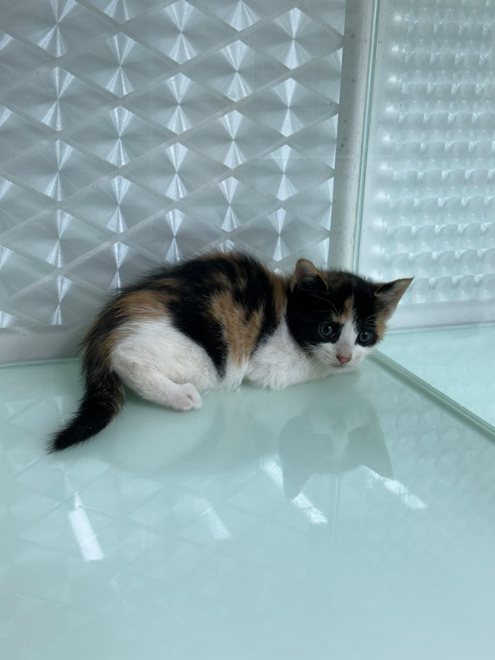 보호중 한국 고양이…